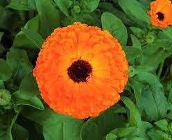 Calendula seeds Secondary image
