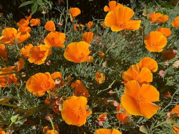 Californian Poppy orange
