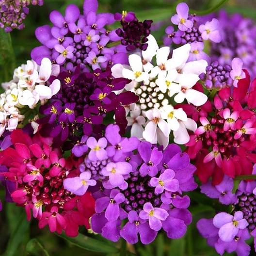 Candytuft Dwarf fairy