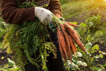 All seasons Carrot seeds  Main image