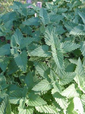 Catnip Main image