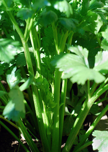 Celery Tango seeds Tasmania 