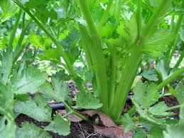 Celery Tango