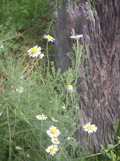 Roman Chamomile