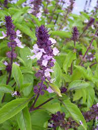 Cinnamon Basil seeds 