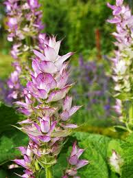 Clary Sage seeds Secondary image