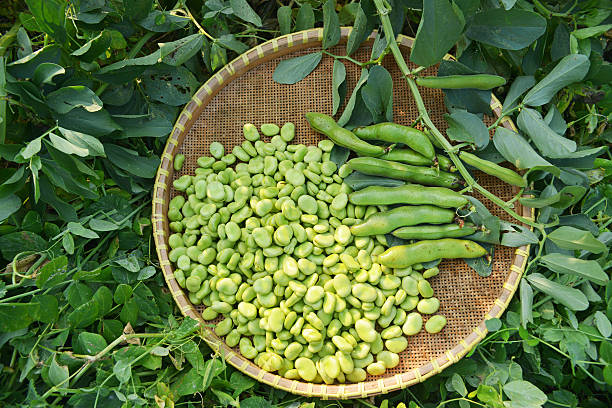 Coles Dwarf Broad Bean seeds 