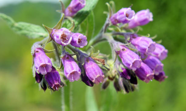 Comfrey Seeds Secondary image