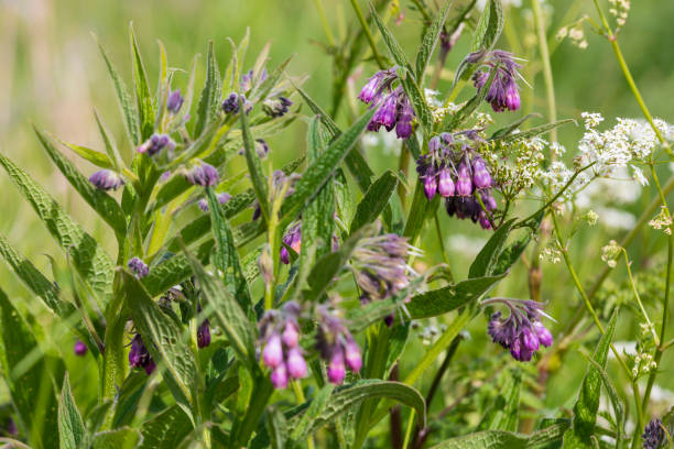 Comfrey Seeds Main image
