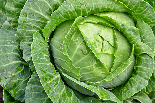 Copenhagen Cabbage organic seeds 