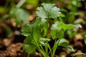 Coriander calypso slow bolt