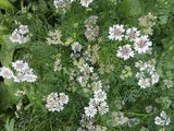 Coriander confetti