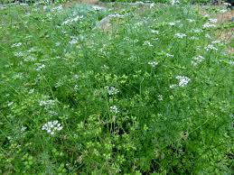 Corander seeds Australia