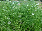 Corander seeds Australia