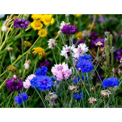Cornflower double ball mix Main image