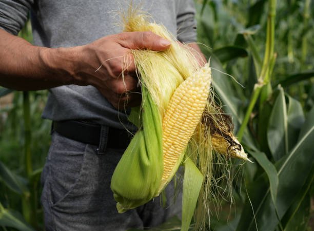 Corn Legacy