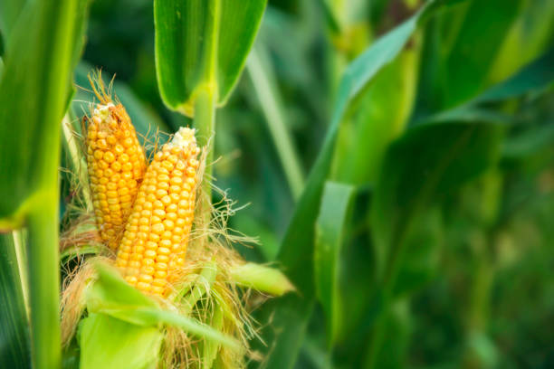 Corn Legacy