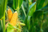 Corn Legacy