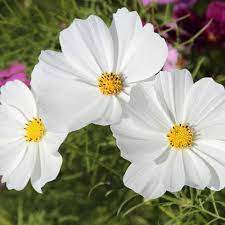 Cosmos White seeds Australia Main image