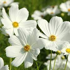 Cosmos Sensation Purity white