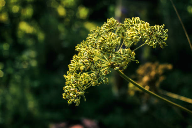 Cumin Garden Seeds Tasmania 