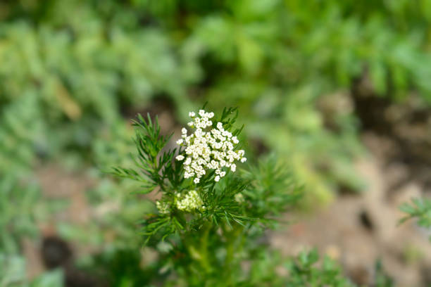 Cumin