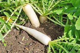 Radish Daikon