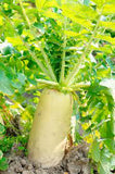 Radish Daikon