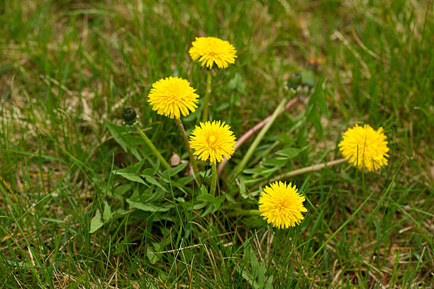 Dandelion Seeds