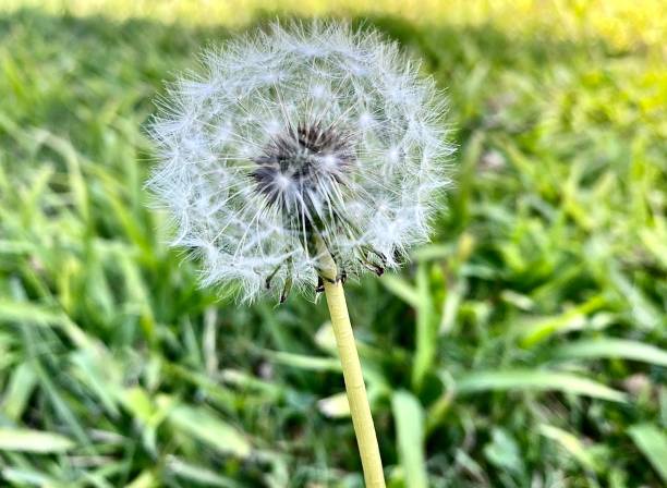 Dandelion Seeds