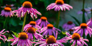 Echinacea Secondary image