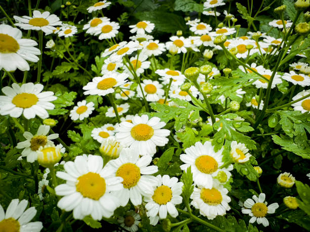 Feverfew seeds Tasmania 