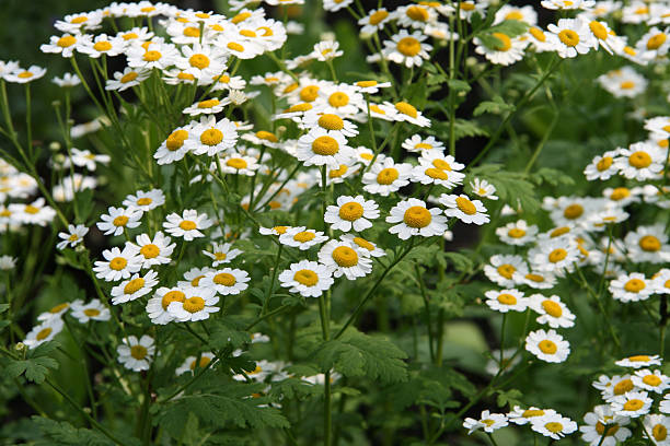 Feverfew Secondary image