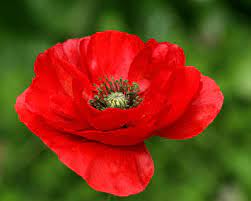 Poppy Flanders red Secondary image