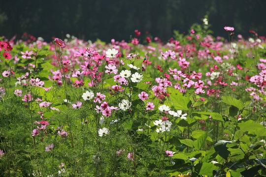 Cosmos sensation mix Secondary image