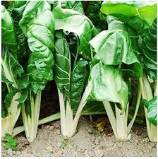 Silverbeet seeds Australia 