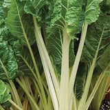 Silverbeet Fordhook Giant