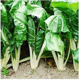 Silverbeet Fordhook Giant