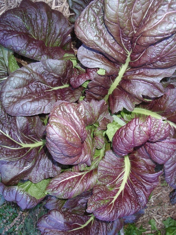 Mustard greens red giant Main image
