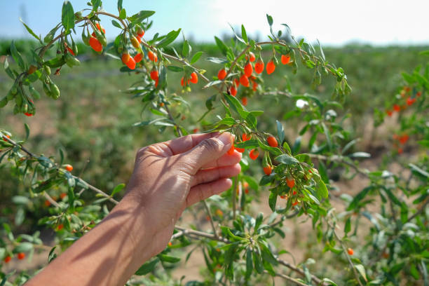 Goji Berry Seeds Tasmania