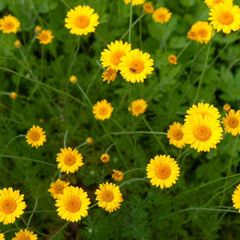 Golden Marguerite Secondary image