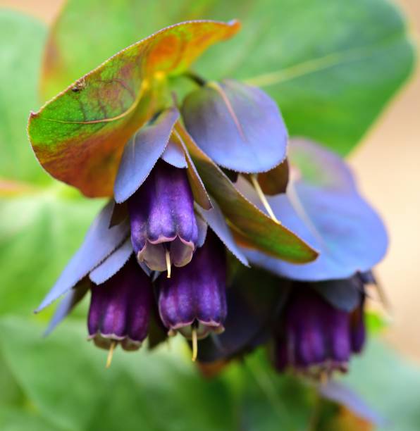 Honeywort seeds