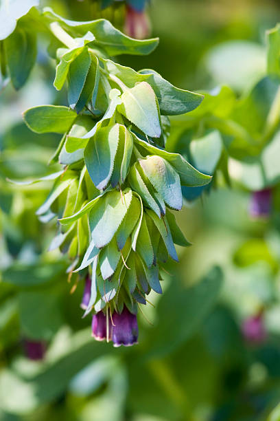 Honeywort seeds Secondary image