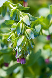 Honeywort seeds