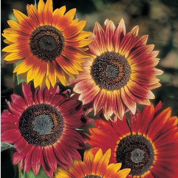 Mixed Sunflower Seeds