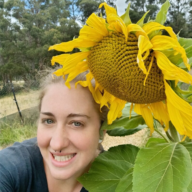 Giant Sunflower seeds