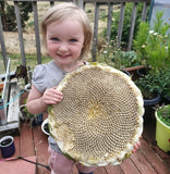 Russian Giant Sunflower seeds