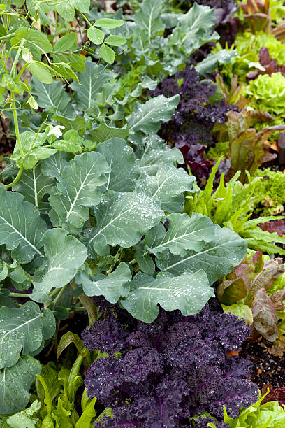 Mixed Kale seeds Australia 