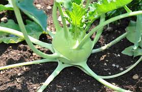 Kohl Rabi seeds  Main image