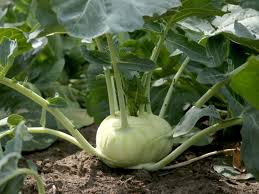 KohlRabi Secondary image